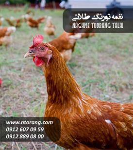 مرغ محلی 40 روزه